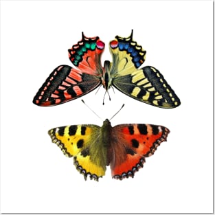 Two colored butterflies Posters and Art